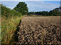 Path towards Black Hill Lane