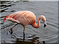 SD4314 : Chilean Flamingo (Phoenicopterus chilensis) at Martin Mere Wetland Centre by David Dixon