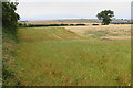 Wild flower strip above Maryport