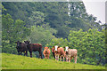 ST1703 : East Devon : Grassy Field & Cows by Lewis Clarke