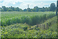 Bishops Lydeard : Crop Field