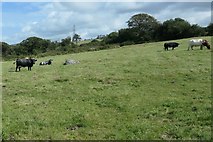 SH5058 : Cows grazing north-west of Bodgarad by Christine Johnstone