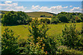 Watchet : Grassy Field