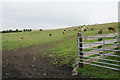 Cattle near Ellenborough