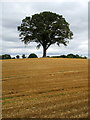 Tree in recently-harvested field