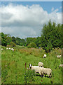 Sheep grazing north of Furness Vale