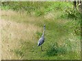 Heron on the path