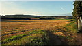 Harvested wheat crop