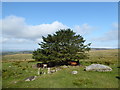 SX5674 : Dartmoor ponies sheltering under a tree in a ruined enclosure by Vieve Forward
