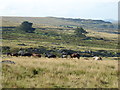 SX5675 : Dartmoor ponies on the move below Little Mis Tor by Vieve Forward