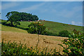 Nettlecombe : Countryside Scenery