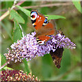 NS3174 : Peacock butterflies on a butterfly bush by Thomas Nugent