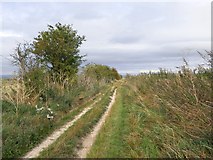 SU5482 : Byway on the flank of Lowbury Hill, view eastwards by Stefan Czapski