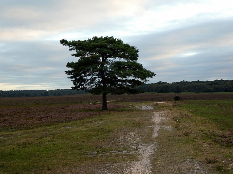 laurel the trail of the lonesome pine