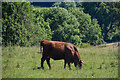 Cutcombe : Grassy Field & Cow