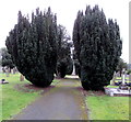 SJ3058 : Evergreens in Hope Old Cemetery, Flintshire by Jaggery