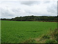 Field near Pirehill Grange Farm