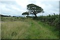 Windswept trees near the Aber