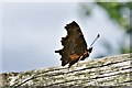 Northwold: Comma butterfly