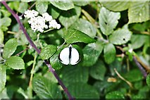 TL6300 : Fryerning, St. Mary's Church: Area laid aside for nature, Large White  butterfly 1 by Michael Garlick