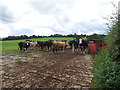 Cattle near Newhouse Farm
