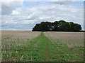 SJ7833 : Footpath over field towards Whittington by JThomas