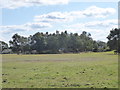 View from the diverted footpath at Star Carr