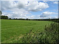 Grassland near Hales