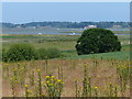 View north towards the River Alde