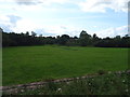 Grazing near Market Drayton