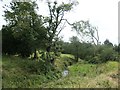 Issue-fed stream near Tyddyn Goronwy