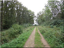 SK9815 : Bridleway through Pickworth Great Wood by Jonathan Thacker