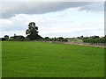 Grassland beside the Chebsey road, Little Bridgeford