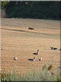 TG0843 : Greylags and a Muntjac by Richard Law