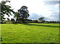 Grazing off Smithy Lane, Seighford