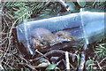ST8180 : Weasel in discarded bottle, nr Acton Turville, Gloucestershire 1986 by Ray Bird