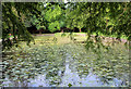 The Lily Pond in Witton Country Park