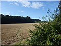 Looking towards Warren Wood