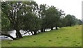 NN5631 : Alder trees line the River Dochart by Alan Reid
