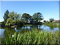 The village pond at Westwoodside