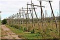 Hop field by London Road