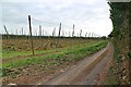 Hop field by Kit Hill