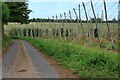 Hop field by Kit Hill