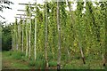 Hop field near Hickmans Green