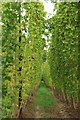 Hop field near Hickmans Green