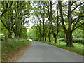 Tree-lined road, Wynford Eagle