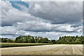 Stoke Charity: Harvested cereal crop and maize yet to be harvested