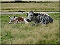 SJ9922 : Longhorn cattle by Philip Halling