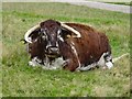 SJ9922 : Longhorn cow by Philip Halling