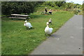 SJ0180 : Approaching swans at Brickfield Pond by Richard Hoare